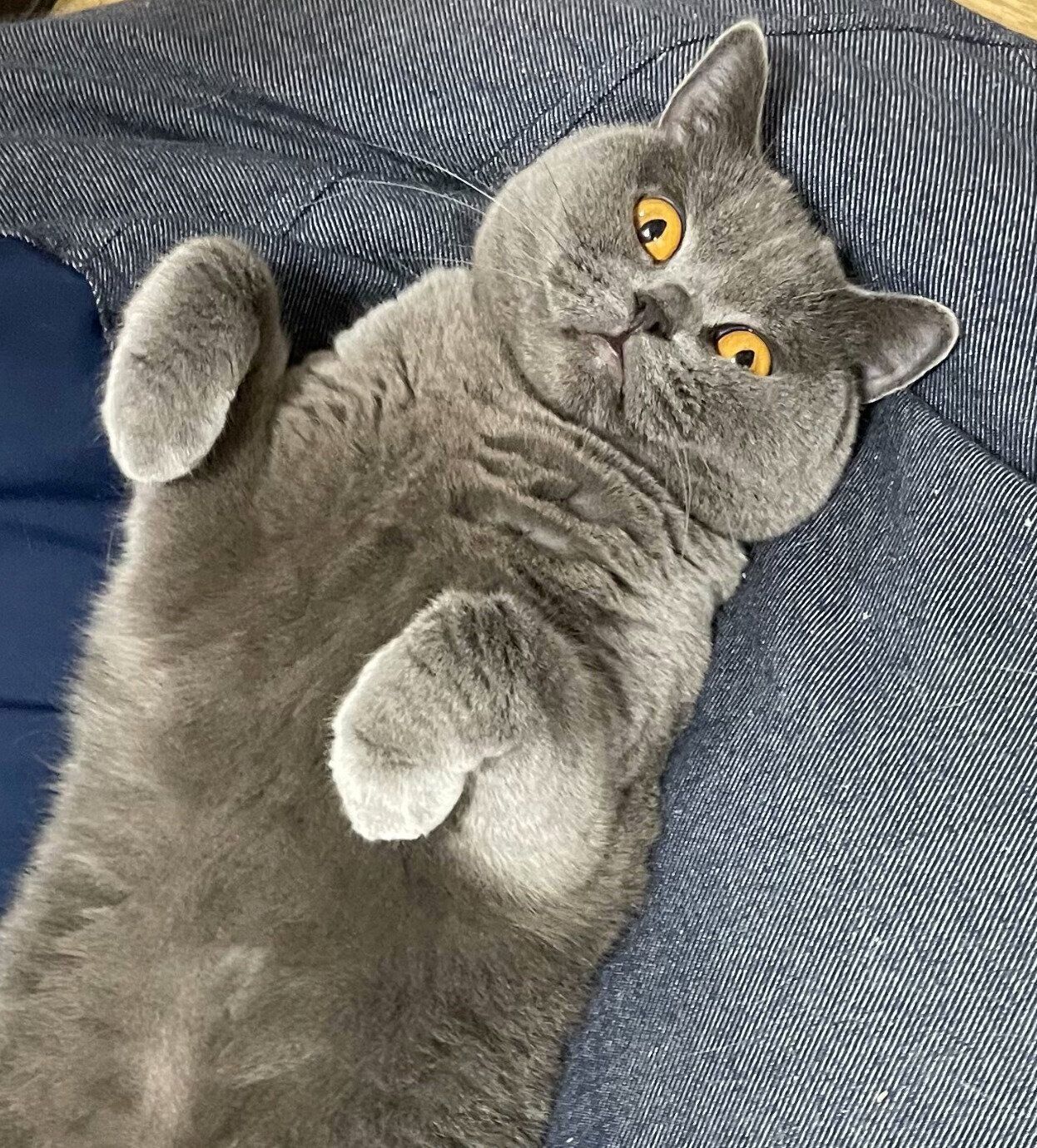 3才になったかんぱちちゃん