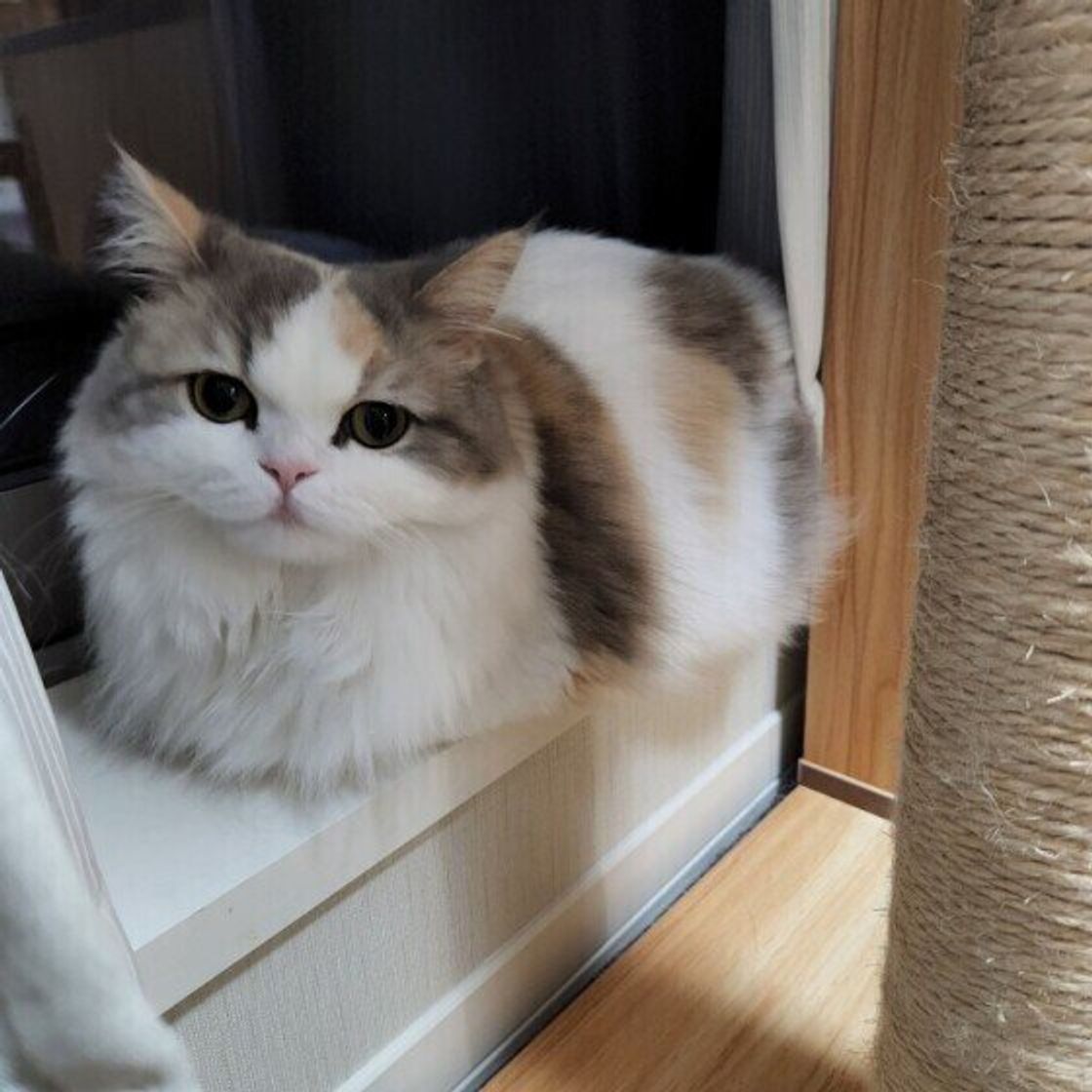 モフモフの 四角い箱 が出現 いろんな所で 香箱座り する猫たち ねこのきもちweb Magazine モフモフの 四角い箱 が出現 いろんな所で 香箱座り する猫たち ねこのきもちweb Magazine