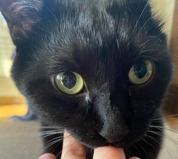 甘えるうにくん