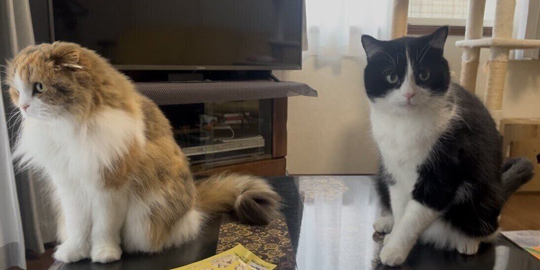 室内にいる2匹の猫