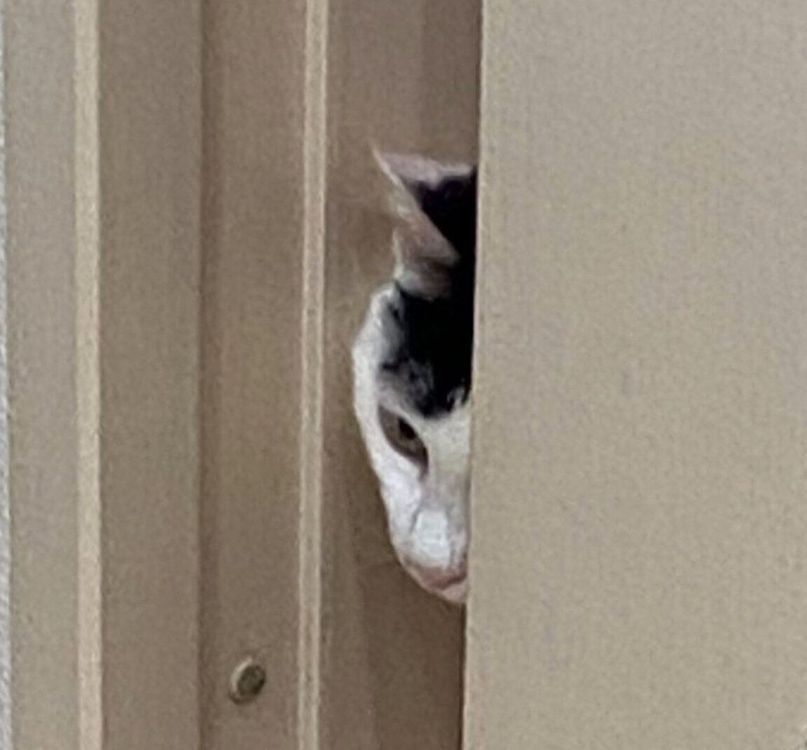 ドアの隙間から顔をのぞかせるハルちゃん