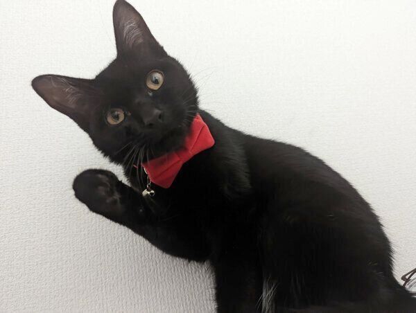 見つめるシディーちゃん