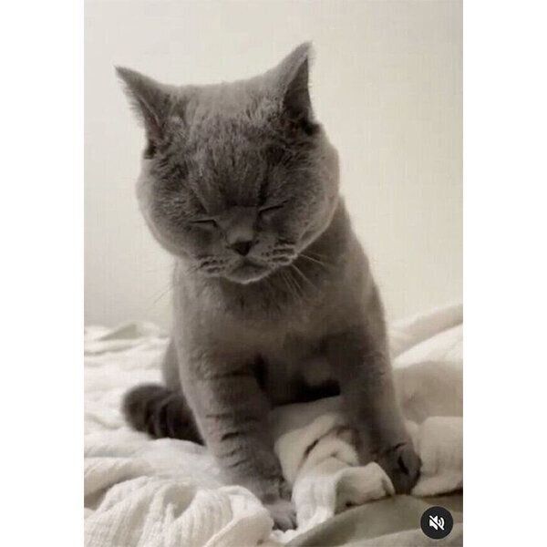 フミフミするトロくん