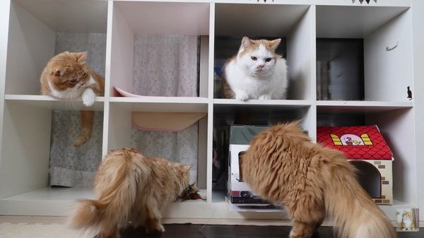 満室になる猫マンション