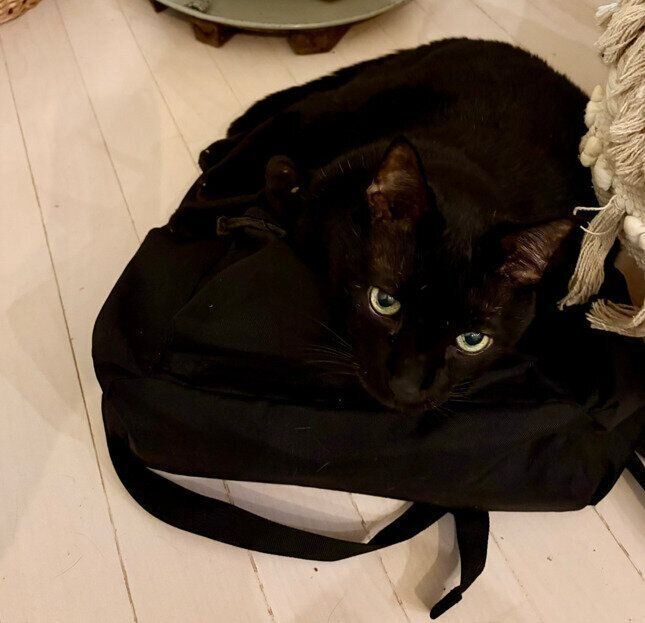 リュックの上に乗っている猫