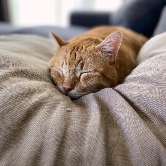 るるくん（MIX茶トラ）