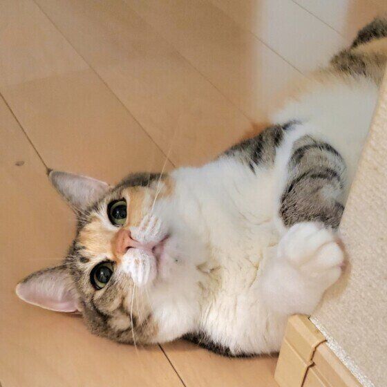 MIXミケのまといちゃん