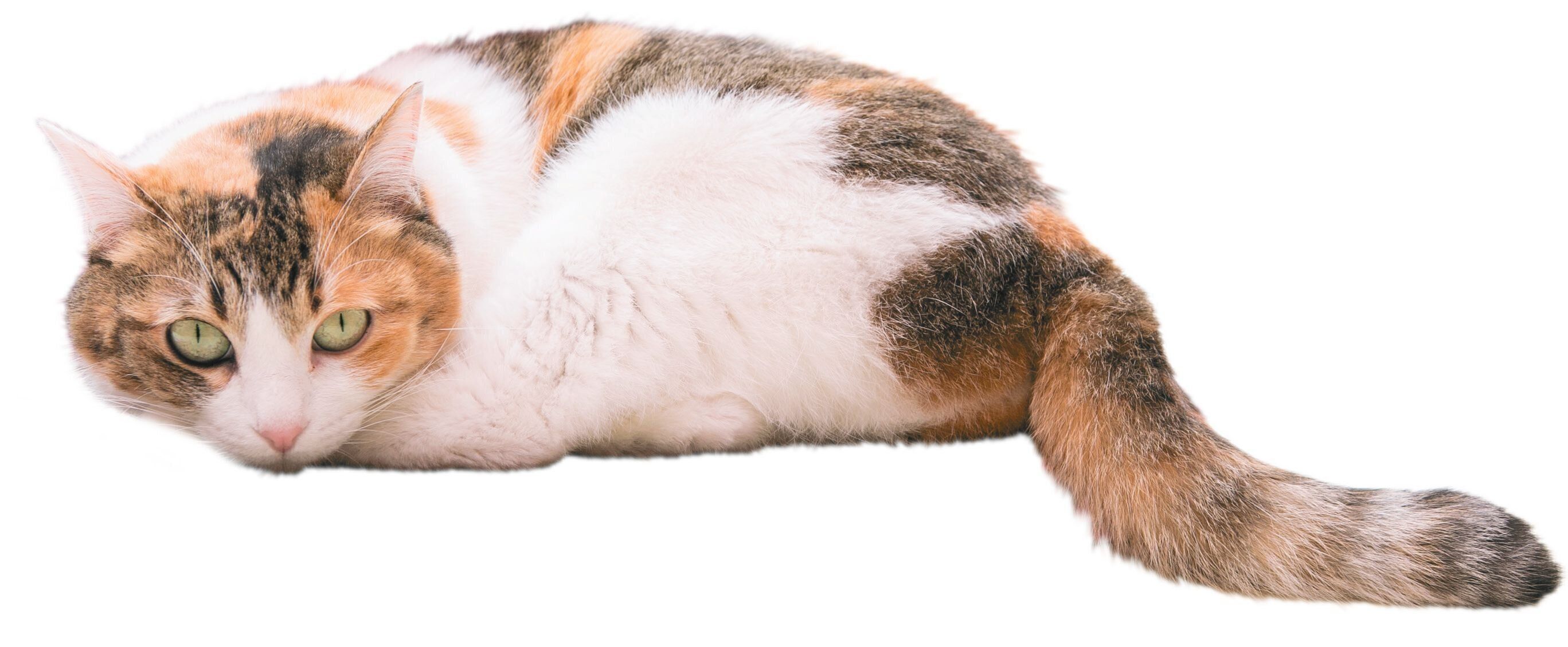 写真／ねこのきもち2019年4月号「We Love ニャンポーズ」