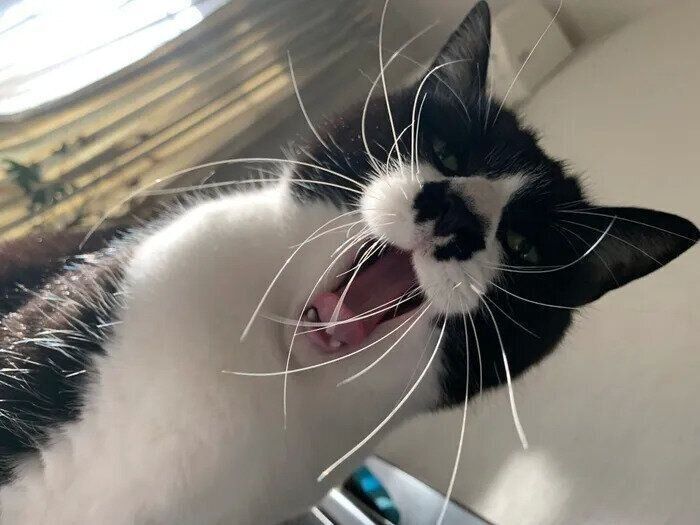 あくびをするちょびくん