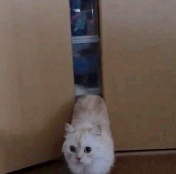 クローゼットに隠れるミヌエット