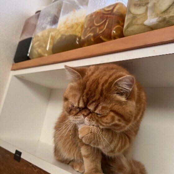 エキゾチックショートヘアのもなかくん