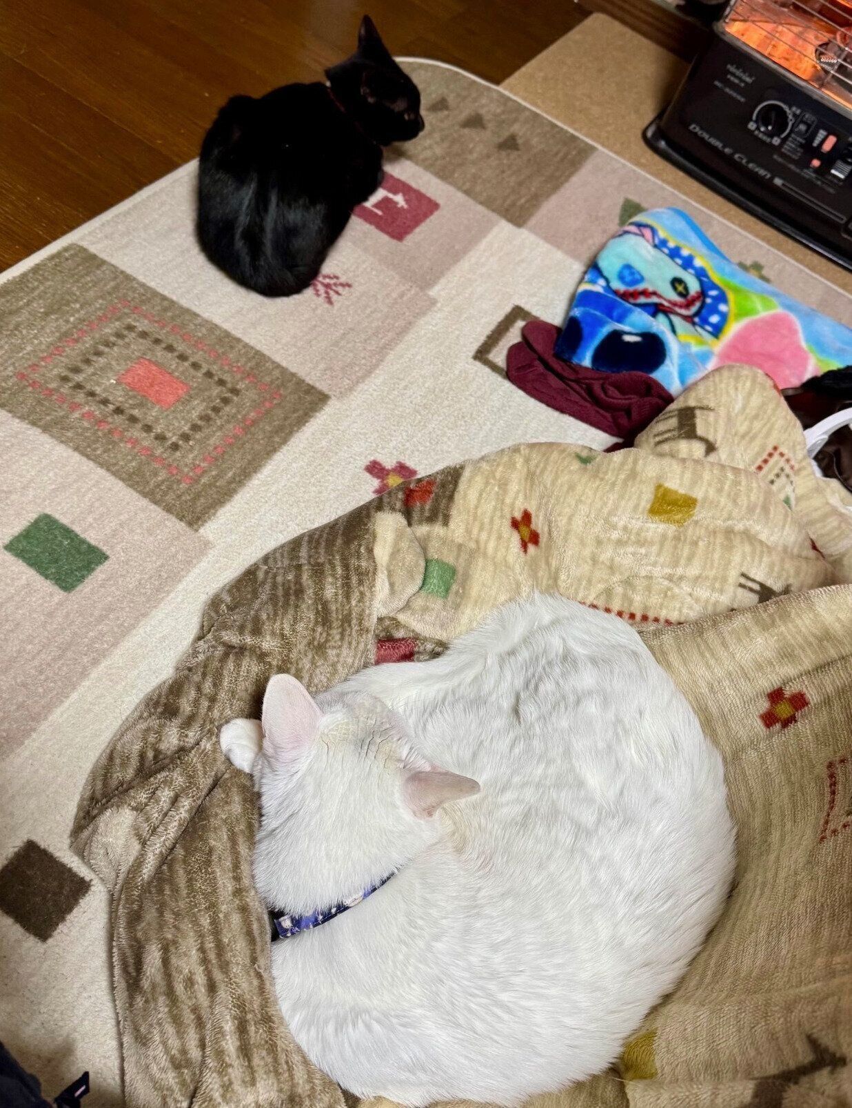 一定の距離感を保つ2匹