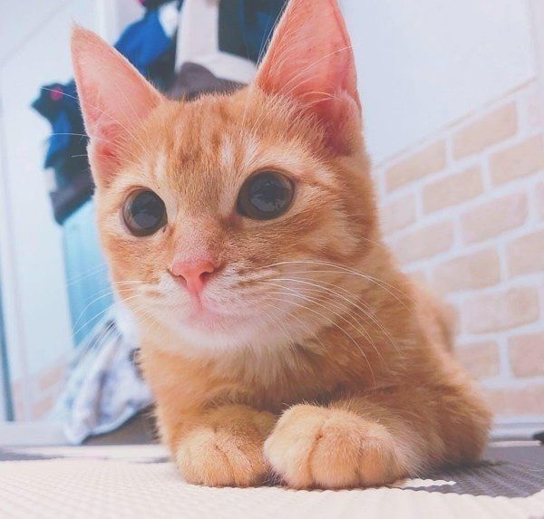 猫のウォルトちゃん