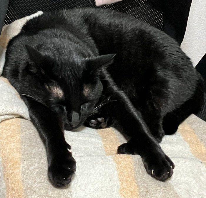 “前へならえ”のポーズをして眠るピノくん