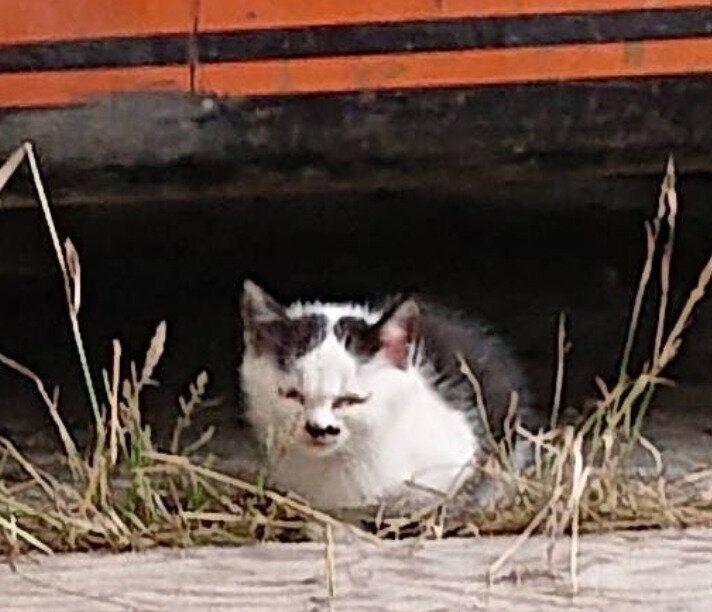 保護される前の野良の子猫