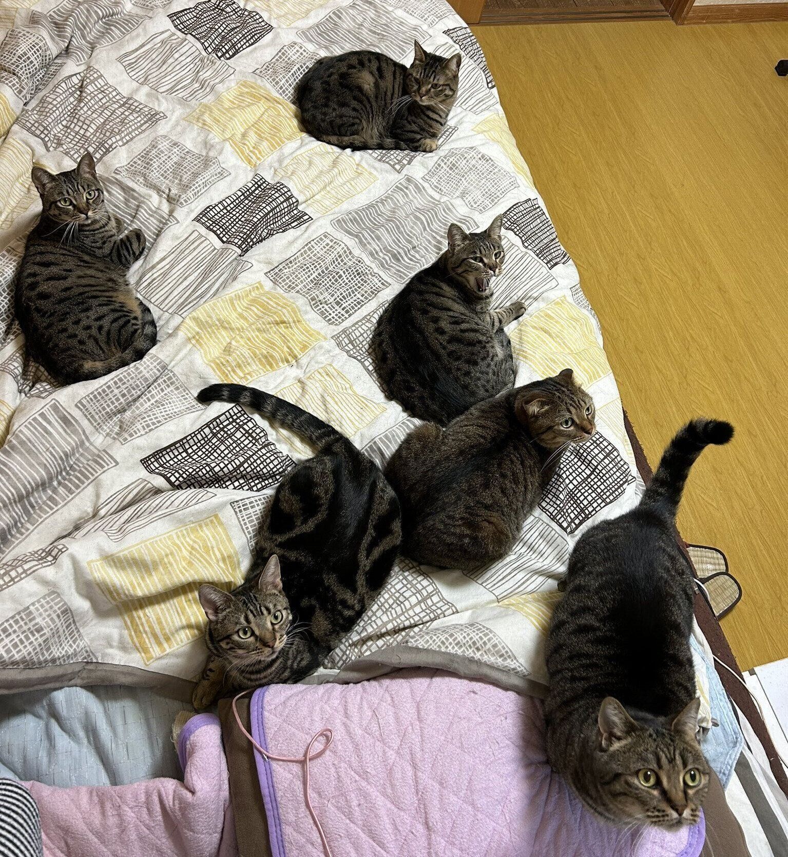 布団を占領する愛猫たち