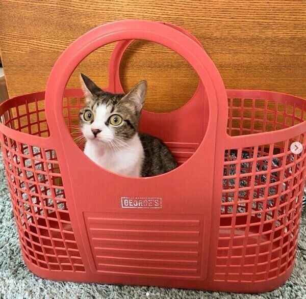 洗濯カゴの中に入るふきちゃん