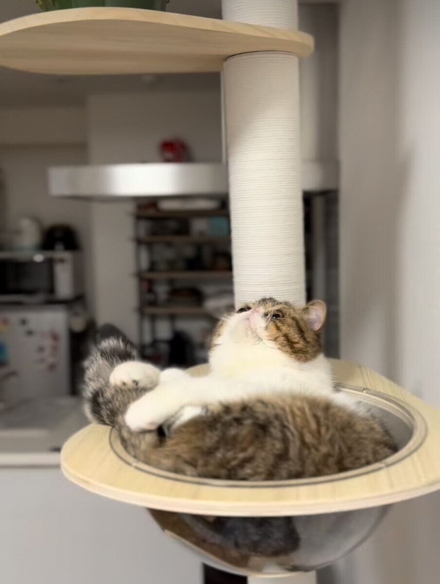 見上げるうにゃくん