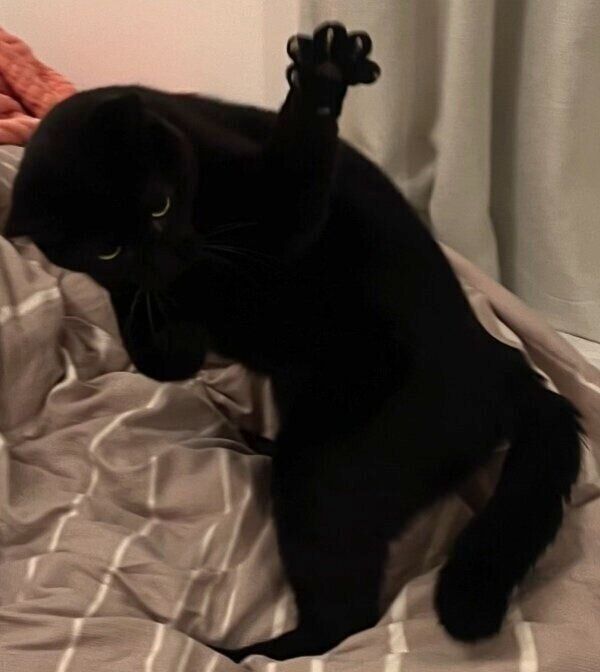 飼い主さんと遊んでいるときのクロタくん