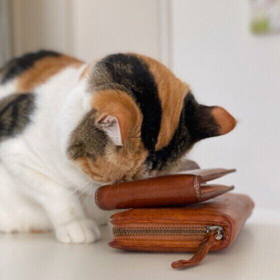 財布にスリスリする猫