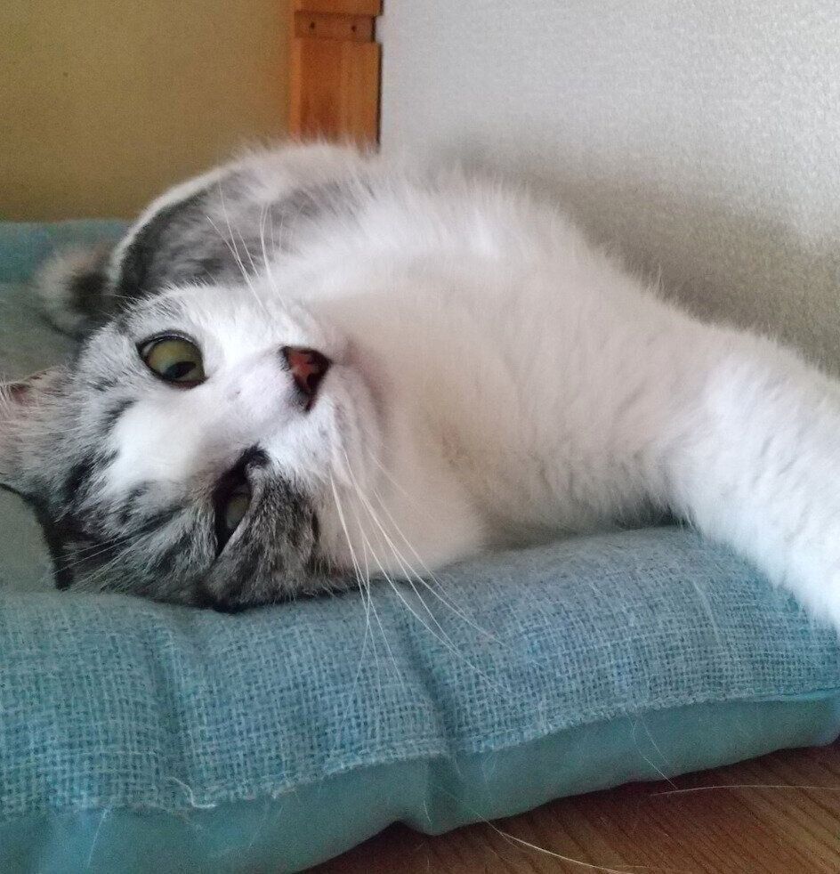 寝転がるウィンちゃん。