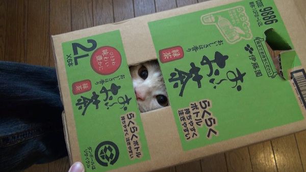 ニャンコ貯金箱