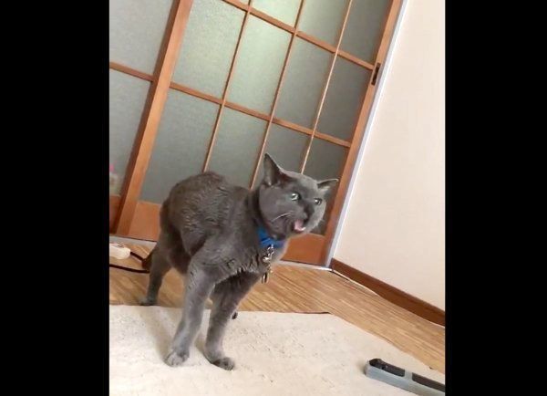 何度も鳴くニャーゴチンちゃん