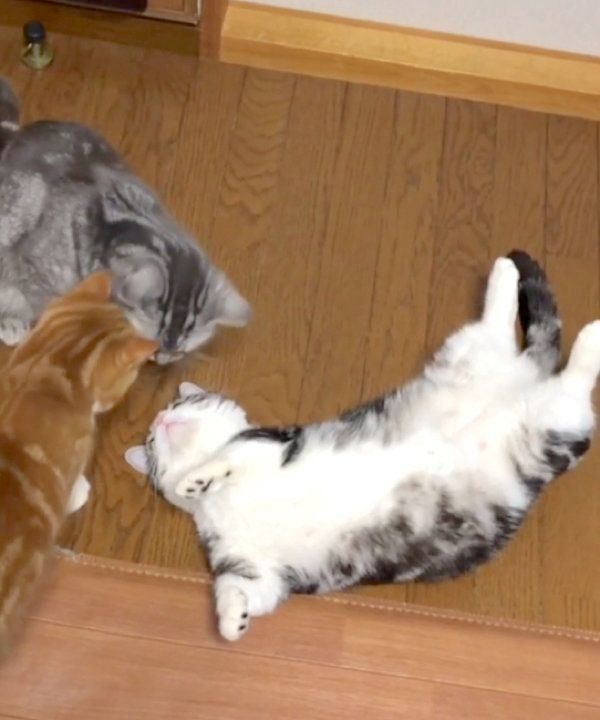 かまってもらいたいマンチカン