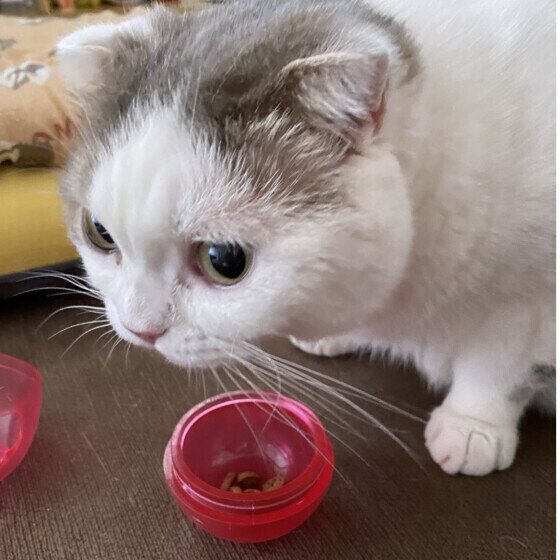 スコティッシュフォールドの定春ちゃん