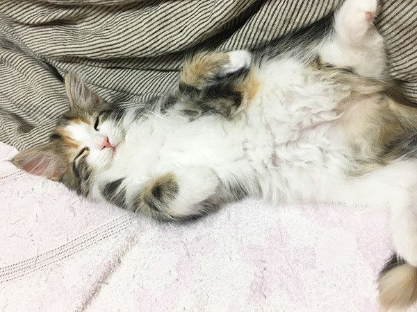 眠る猫