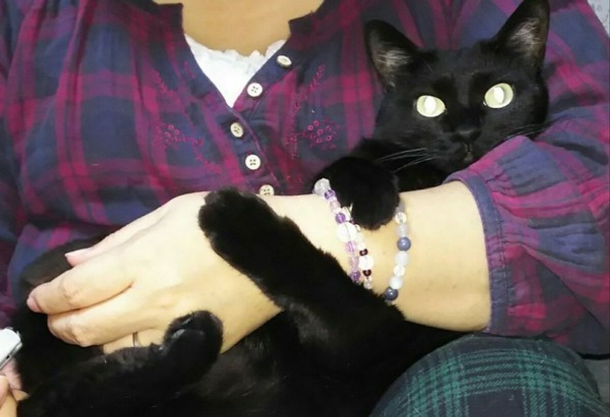 爪切りが苦手な猫ちゃんも安心 猫の爪をササッと時短で切る方法 ねこのきもちweb Magazine 爪切りが苦手な猫ちゃんも安心 猫の爪をササッと時短で切る方法 ねこのきもちweb Magazine