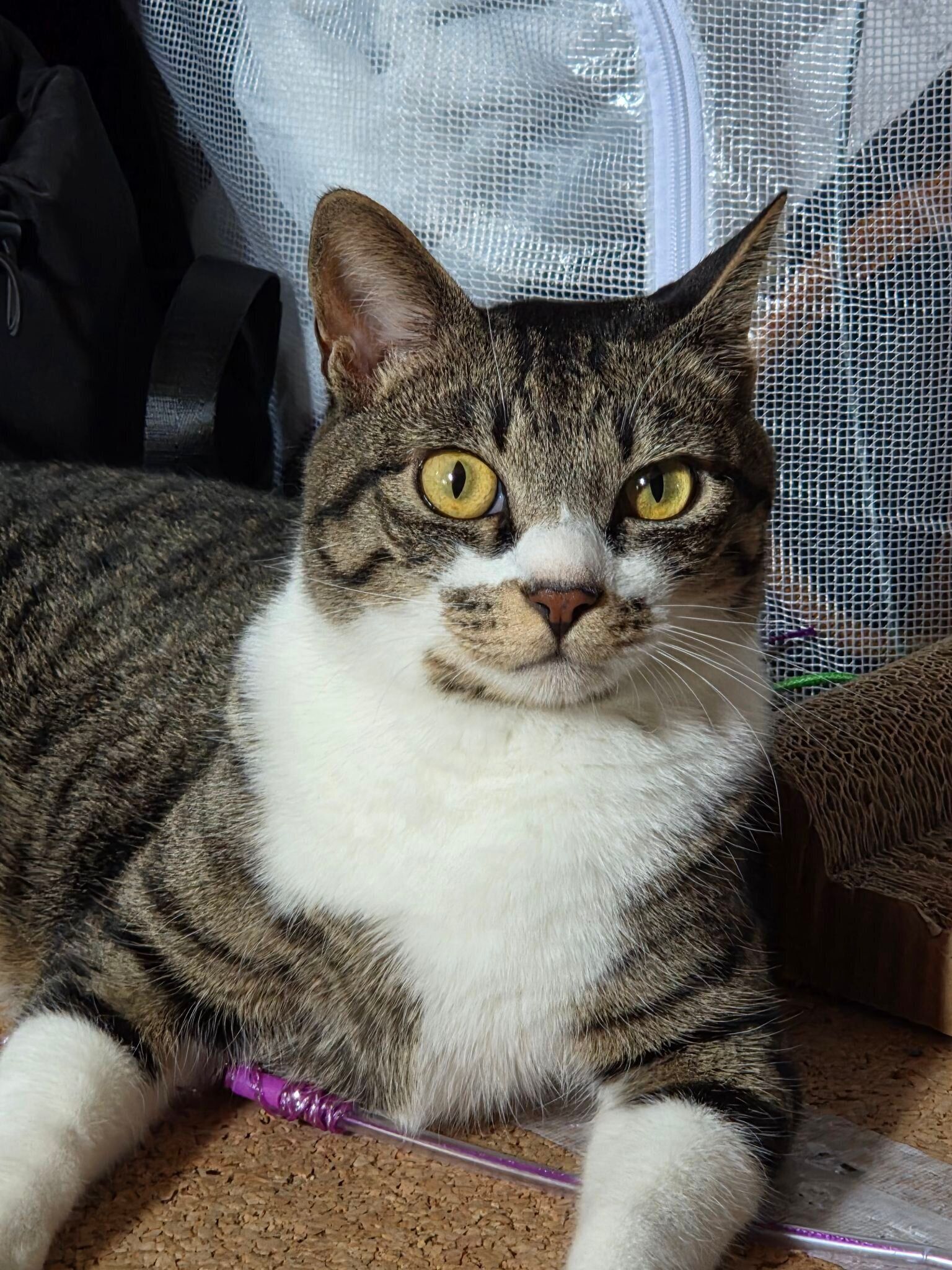 3才になった猫