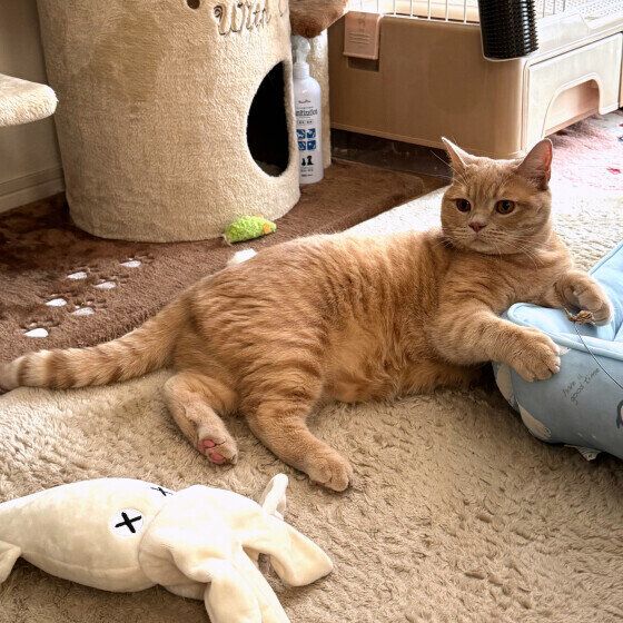 ブリティッシュショートヘアのまんてんくん