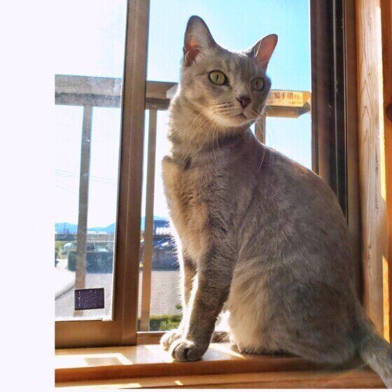 窓辺のみくるちゃん（MIX）