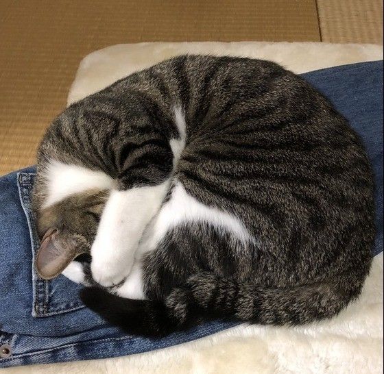 アンモニャイトで寝る猫