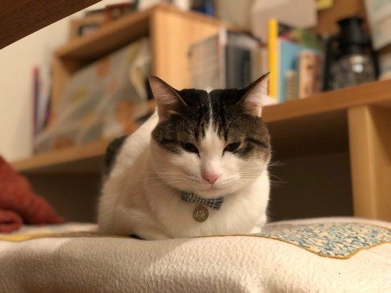 座布団に座る猫