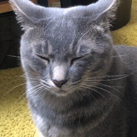 イカ耳になるジルベールくん（MIX）