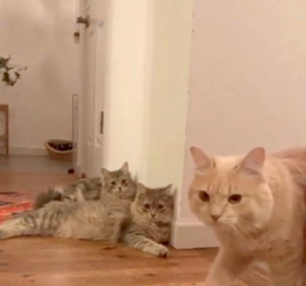 あくびがうつる猫