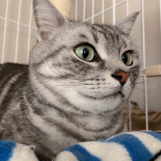 ケージに入るアメリカンショートヘア