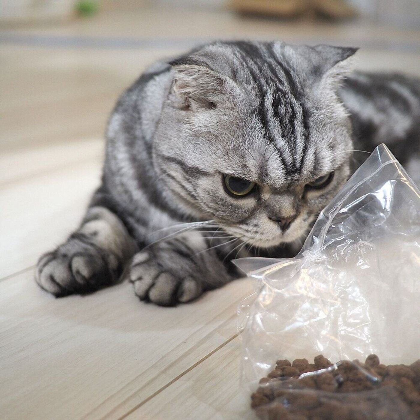 音はするのにゴハンじゃない カリカリもどきの音に振り回されたししまるのお話 連載 渋ネコししまるさん 121 ねこのきもちweb Magazine 音はするのにゴハンじゃない カリカリもどきの音に振り回されたししまるのお話 連載 渋ネコししまるさん 121 ねこのきもちweb Magazine