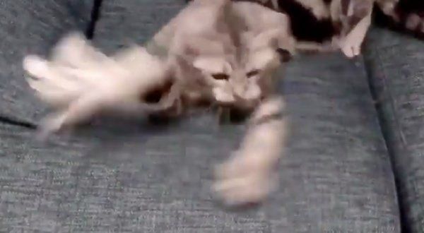 猫じゃらしで遊ぶアビーちゃん