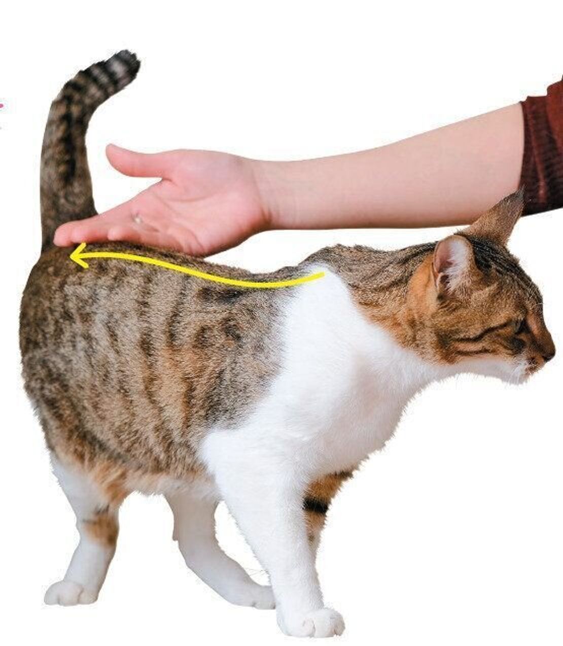 愛猫を喜ばせる 3つの部位別 なで方 触り方のコツ ねこのきもちweb Magazine 愛猫を喜ばせる 3つの部位別 なで方 触り方のコツ ねこのきもちweb Magazine