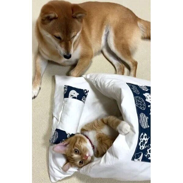 子猫のりんくんを寝かしつける犬のぷくちゃん