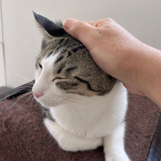 サバトラ猫のきなこちゃん