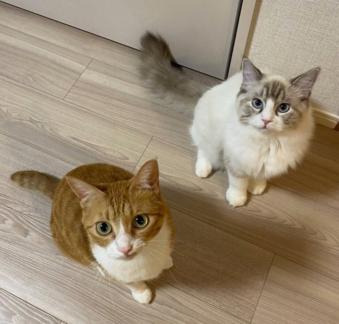 ラテちゃんとクレマちゃん