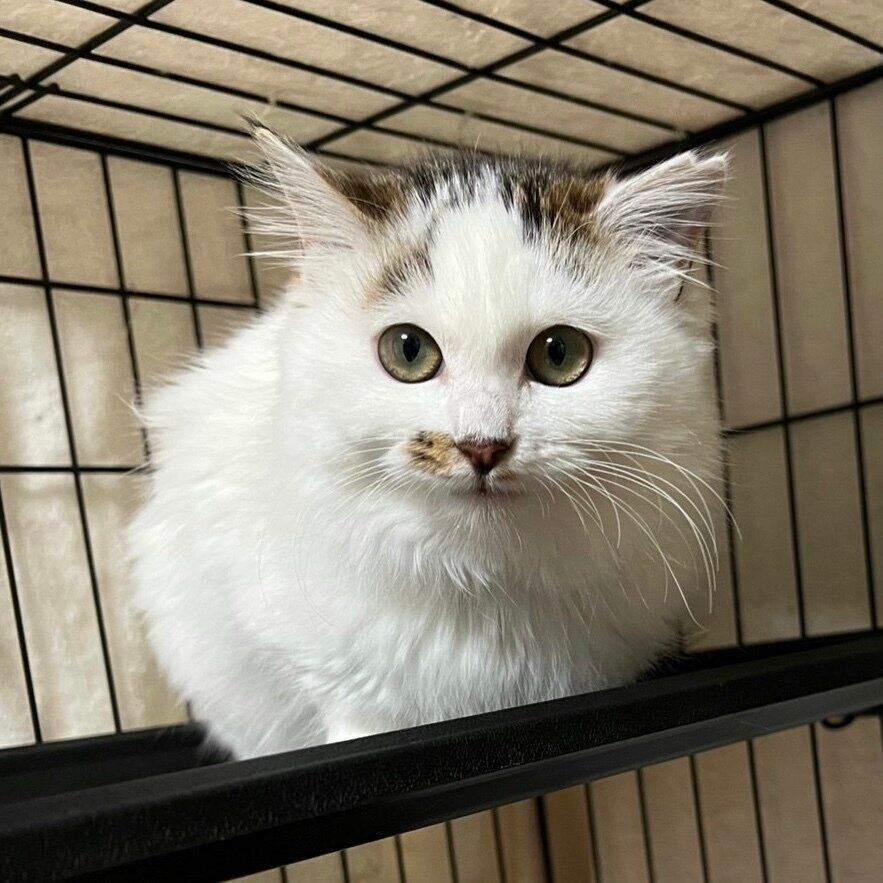 子猫時代のリズちゃん。