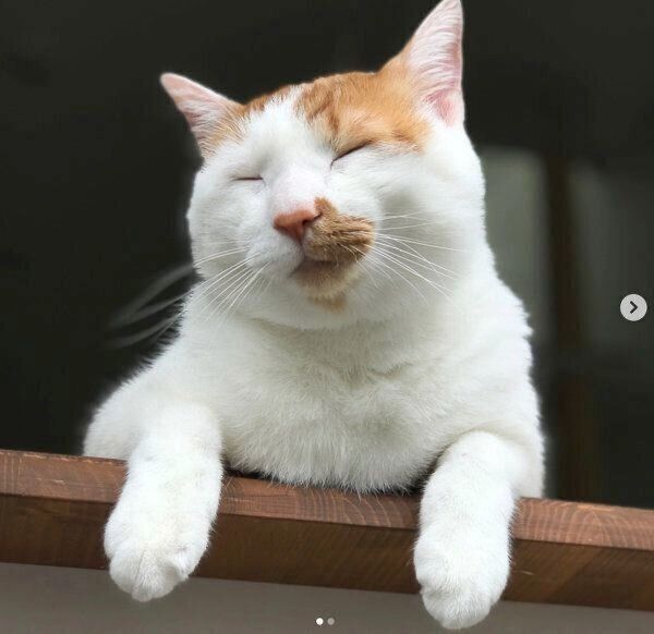 渋い表情をするタルトくん