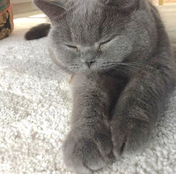 元保護猫・ブリティッシュショートヘアのルナ子ちゃん