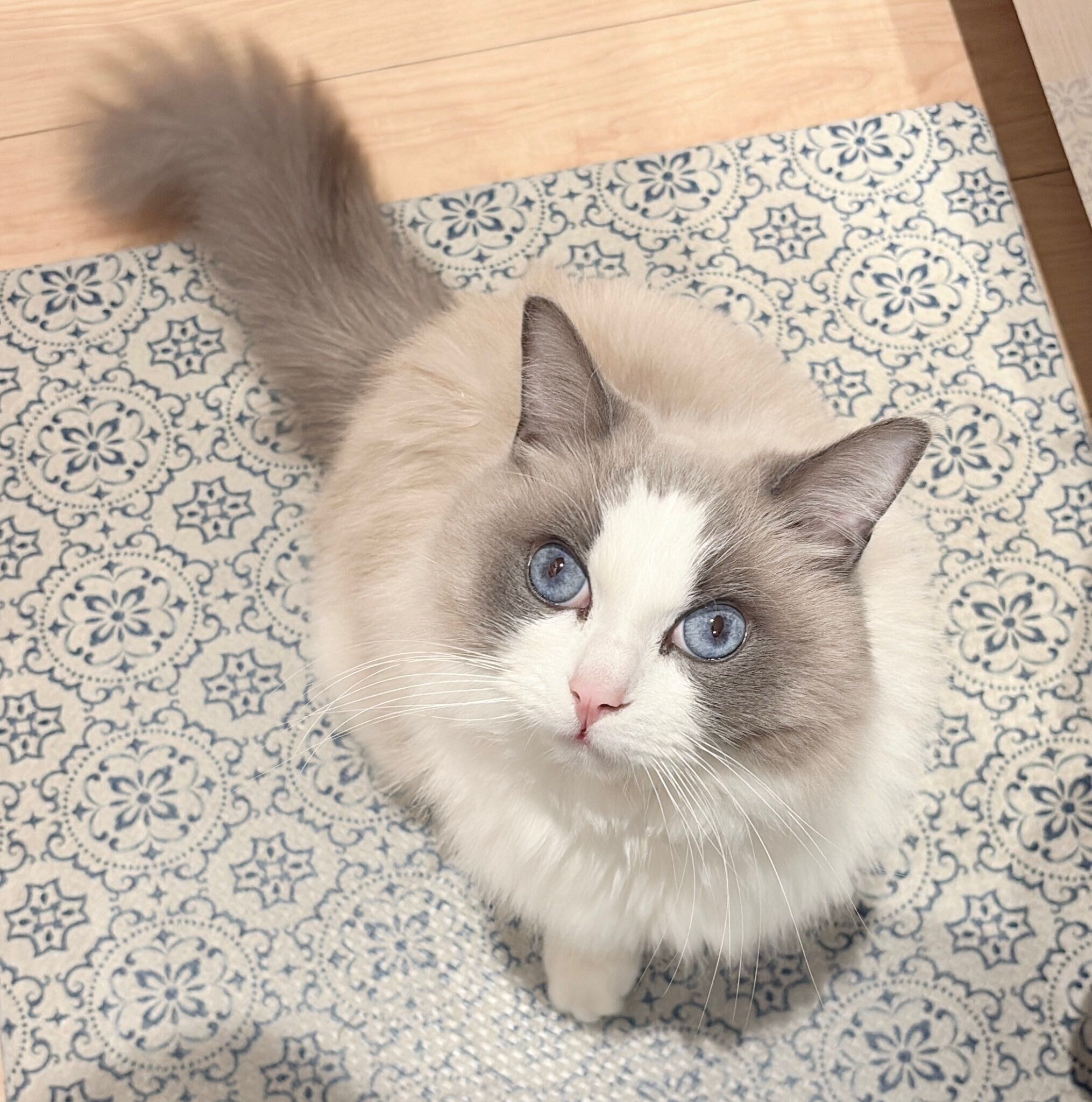 おねだり中のルカくん