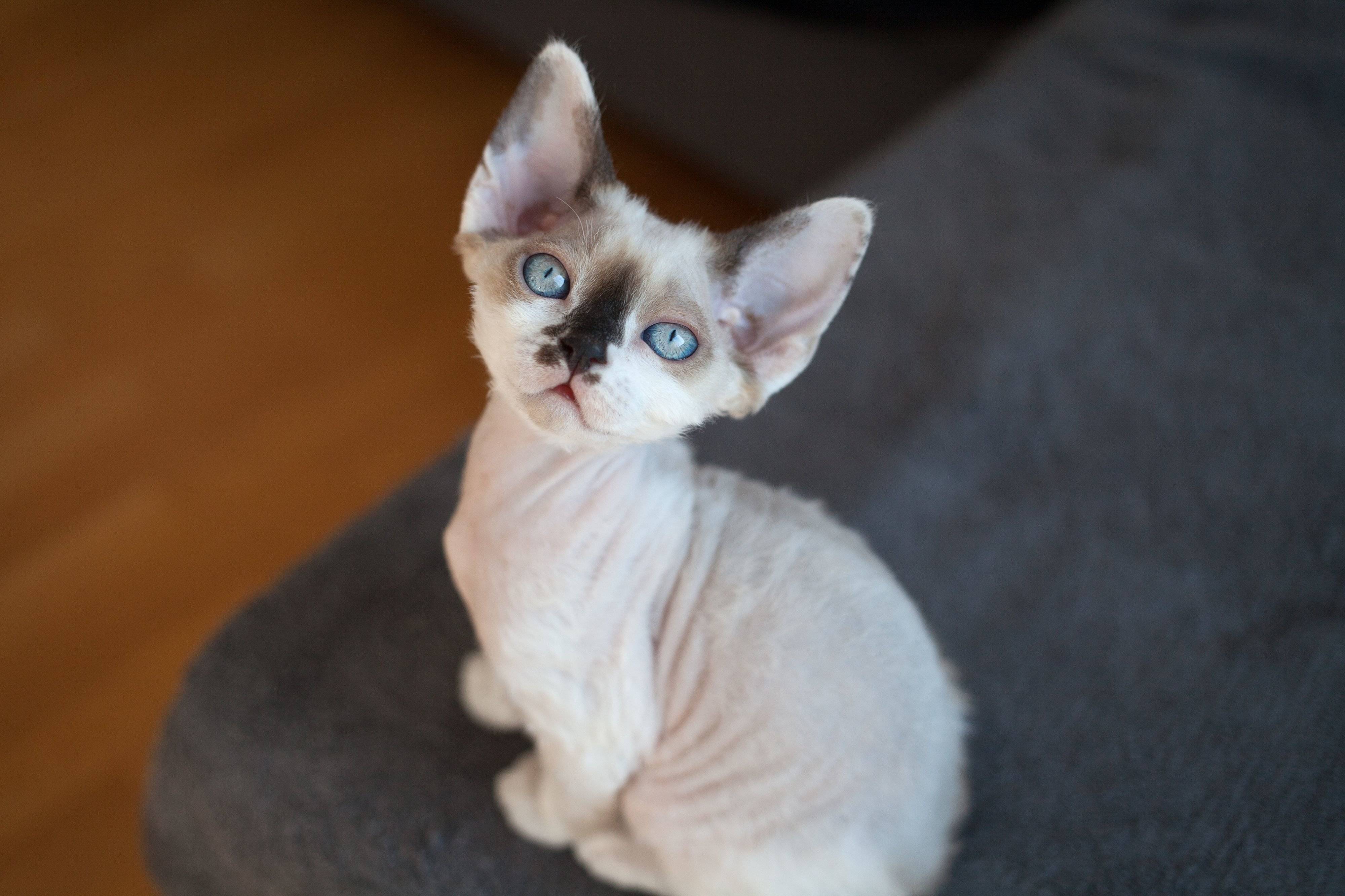 デボンレックス